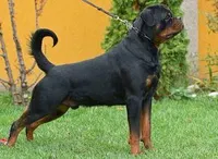 rottweiler litter, a male Rottweiler for sale in Fife Lake, MI – Photo 3 of 8