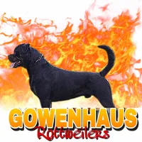 rottweiler litter, a male Rottweiler for sale in Fife Lake, MI – Photo 1 of 8