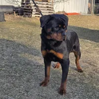 Inca V. Gowenhaus, a female Rottweiler for sale in Fife Lake, MI – Photo 1 of 6