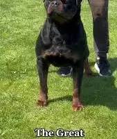 Inca V. Gowenhaus, a female Rottweiler for sale in Fife Lake, MI – Photo 4 of 6