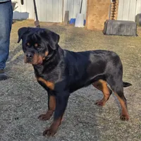 Inca V. Gowenhaus, a female Rottweiler for sale in Fife Lake, MI – Photo 3 of 6