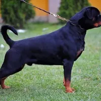 Inca V. Gowenhaus, a female Rottweiler for sale in Fife Lake, MI – Photo 5 of 6