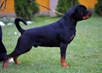 processed/29c8aead-59b4-4205-8451-a39a603cb618/listing/1c42e1c9-174b-4f93-8370-a284170dafd0/bc33de07-4fed-4fc2-be75-3a4cd8133b74