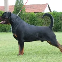 Inca V. Gowenhaus, a female Rottweiler for sale in Fife Lake, MI – Photo 2 of 6