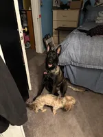 Rayne, a female Belgian Malinois for sale in Paducah, KY – 4 of 5