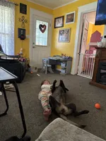 Rayne, a female Belgian Malinois for sale in Paducah, KY – 5 of 5