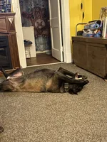 Rayne, a female Belgian Malinois for sale in Paducah, KY – 3 of 5