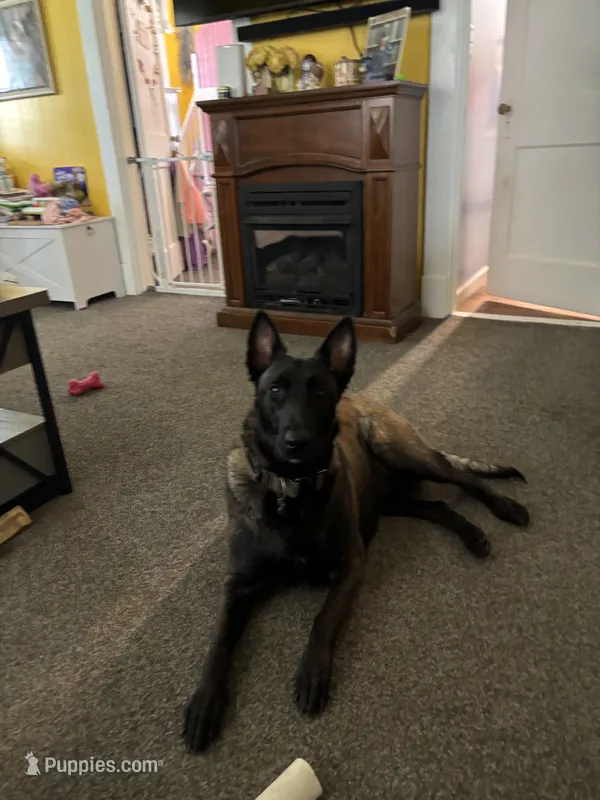 Rayne – Belgian Malinois puppy for sale in Paducah, KY
