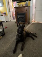 Rayne, a female Belgian Malinois for sale in Paducah, KY – 1 of 5