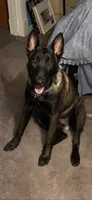 Rayne, a female Belgian Malinois for sale in Paducah, KY – 2 of 5