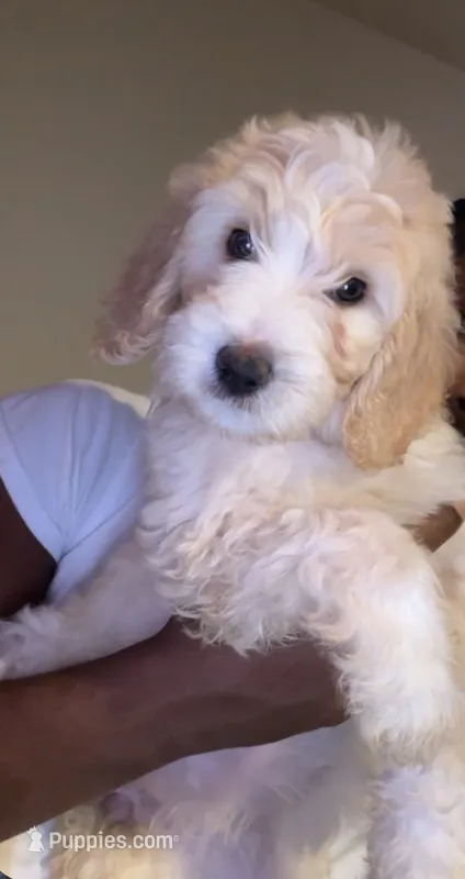 No names lol – Goldendoodle puppy for sale in Charlotte, NC