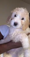 No names lol, a female Goldendoodle for sale in Charlotte, NC – 1 of 10