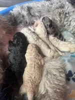 No names lol, a female Goldendoodle for sale in Charlotte, NC – 9 of 10