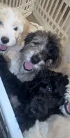 No names lol, a female Goldendoodle for sale in Charlotte, NC – 5 of 10