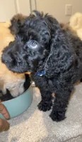 No names lol, a female Goldendoodle for sale in Charlotte, NC – 6 of 10