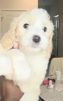 No names lol, a female Goldendoodle for sale in Charlotte, NC – 7 of 10