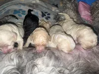No names lol, a female Goldendoodle for sale in Charlotte, NC – 10 of 10