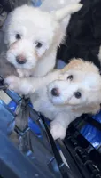 No names lol, a female Goldendoodle for sale in Charlotte, NC – 3 of 10