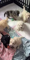 No names lol, a female Goldendoodle for sale in Charlotte, NC – 2 of 10