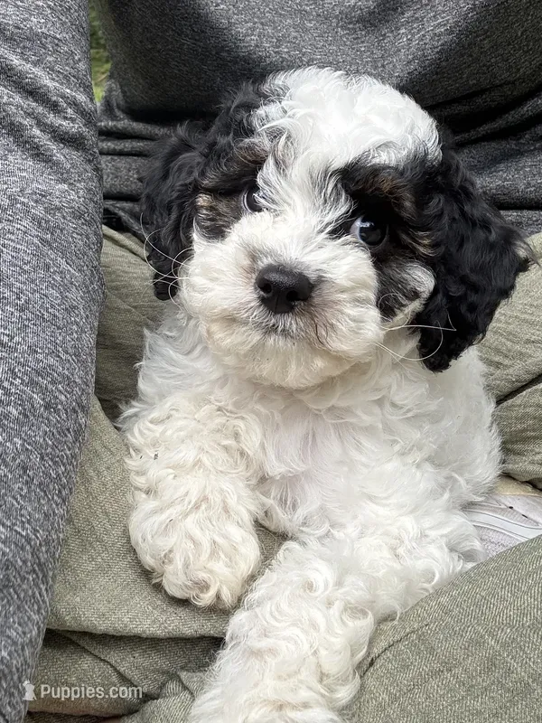 Vienna – Cavapoo puppy for sale in Gap, PA