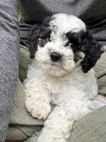 Vienna, a male Cavapoo for sale in Gap, PA – 1 of 5