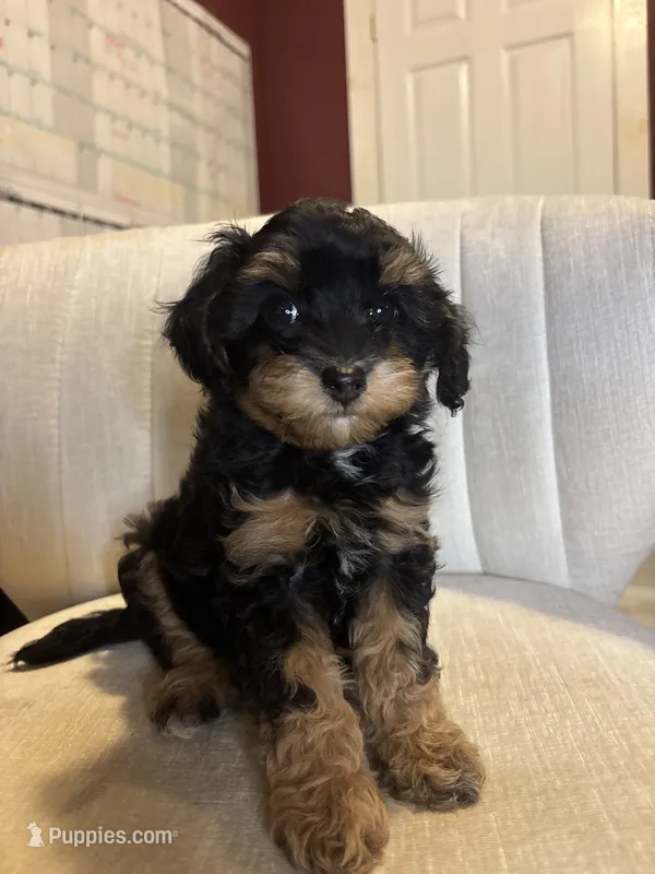 Luca – Cavapoo puppy for sale in Gap, PA