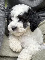 Vienna, a male Cavapoo for sale in Gap, PA – 3 of 5