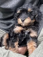 Onyx , a male Cavapoo for sale in Gap, PA – 2 of 5