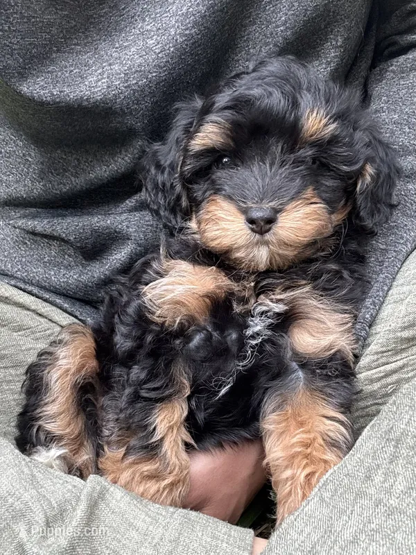 Onyx  – Cavapoo puppy for sale in Gap, PA