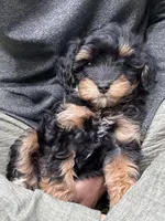 Onyx , a male Cavapoo for sale in Gap, PA – 1 of 5