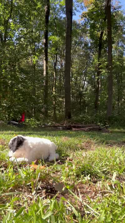 Vienna, a male Cavapoo for sale in Gap, PA – 5 of 5