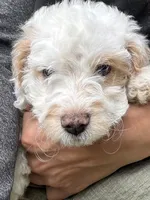 Saint, a male Cavapoo for sale in Gap, PA – 3 of 6