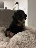 Onyx , a male Cavapoo for sale in Gap, PA – 4 of 5
