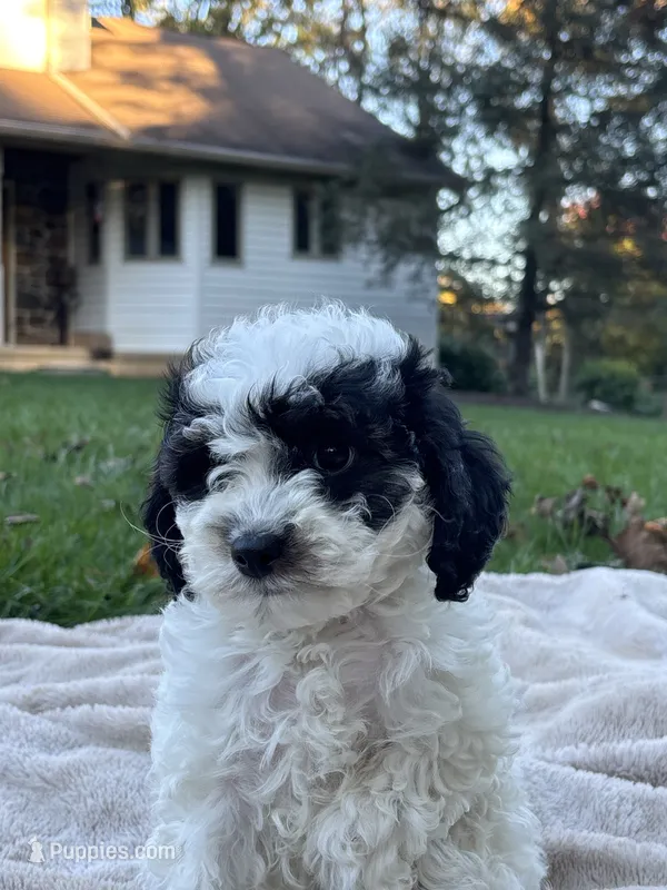 Vienna – Cavapoo puppy for sale in Gap, PA