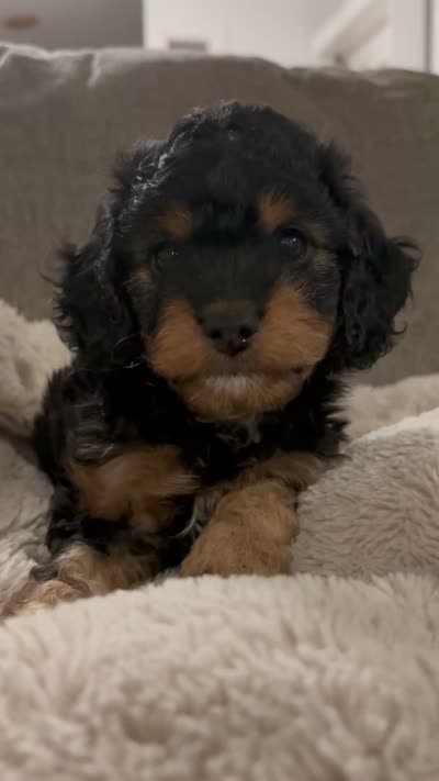 Onyx , a male Cavapoo for sale in Gap, PA – 5 of 5