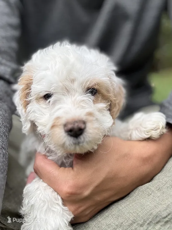 Saint – Cavapoo puppy for sale in Gap, PA