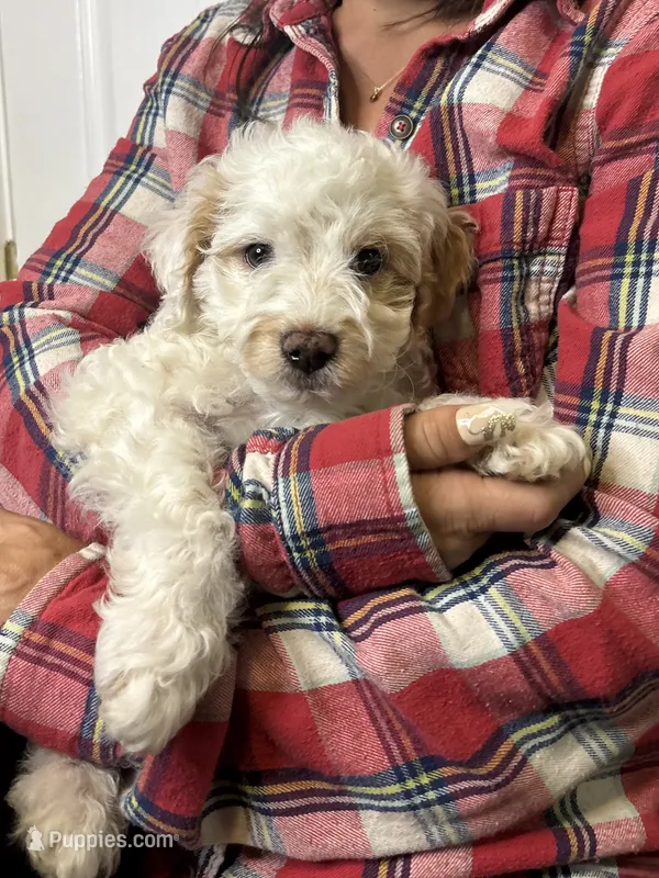 Saint – Cavapoo puppy for sale in Gap, PA