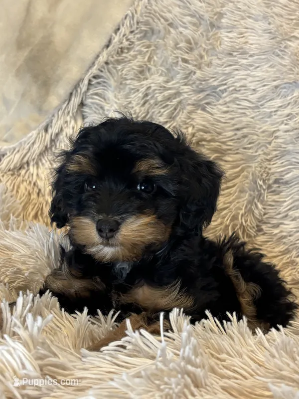 Onyx  – Cavapoo puppy for sale in Gap, PA