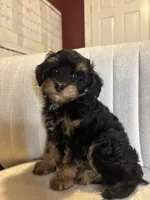 Luca, a male Cavapoo for sale in Gap, PA – 3 of 3