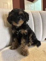 Luca, a male Cavapoo for sale in Gap, PA – 2 of 3
