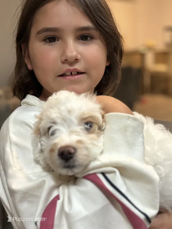 Saint – Cavapoo puppy for sale in Gap, PA