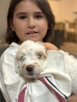 Saint, a male Cavapoo for sale in Gap, PA – 2 of 6