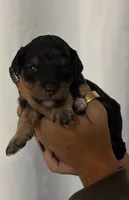Onyx , a male Cavapoo for sale in Gap, PA – 3 of 5
