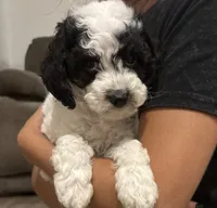 Vienna, a male Cavapoo for sale in Gap, PA – 2 of 5