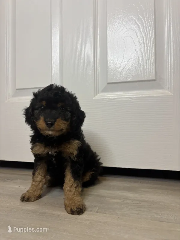 Onyx  – Cavapoo puppy for sale in Gap, PA
