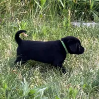 Green Collar, a male Labrador Retriever for sale in Lehi, UT – 4 of 10