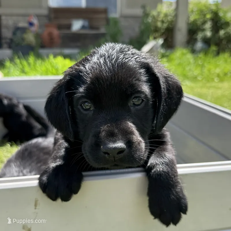 Green Collar – Labrador Retriever puppy for sale in Lehi, UT
