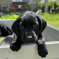 Green Collar, a male Labrador Retriever for sale in Lehi, UT – 1 of 10