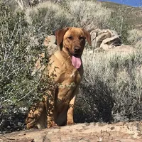 Brown Collar, a female Labrador Retriever for sale in Lehi, UT – 7 of 10