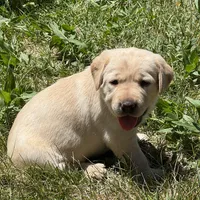 Light Blue Collar, a female Labrador Retriever for sale in Lehi, UT – 6 of 10
